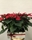 POINSETTIAS EN CAJA LATON - Imagen 1