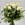 Ramo 12 Rosas Blancas - Imagen 1