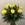 Ramo de 12 rosas amarillas - Imagen 1