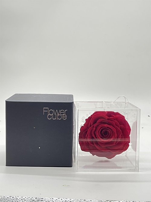 ROSA ETERNA PERFUMADA - Imagen 1