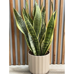 SANSEVIERIA CON MACETA - Imagen 1