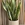 SANSEVIERIA CON MACETA - Imagen 1