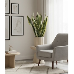 SANSEVIERIA CON MACETA - Imagen 2