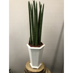 SANSEVIERIA - Imagen 1