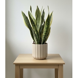 SANSEVIERIA - Imagen 1