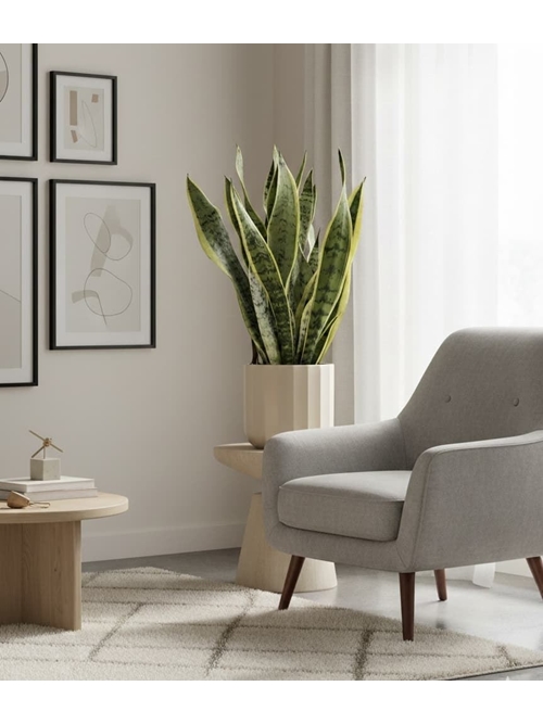 SANSEVIERIA - Imagen 2