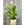 SPATHIPHYLLUM - Imagen 1