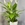 SPATHIPHYLLUM - Imagen 1