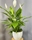 SPATHIPHYLLUM - Imagen 1