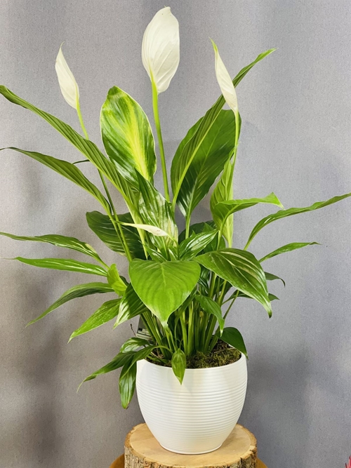 SPATHIPHYLLUM - Imagen 1