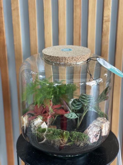 TERRARIO ESENCIA SILVESTRE - Imagen 1