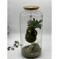 TERRARIO FICUS - Imagen 1