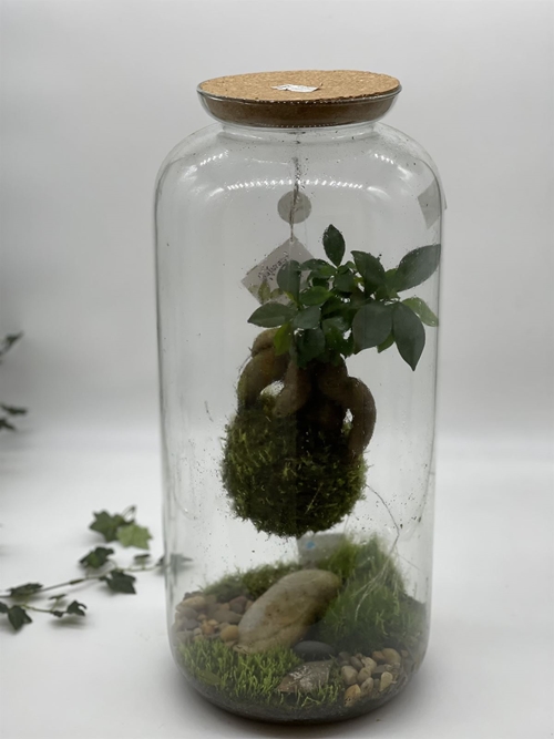 TERRARIO FICUS - Imagen 1