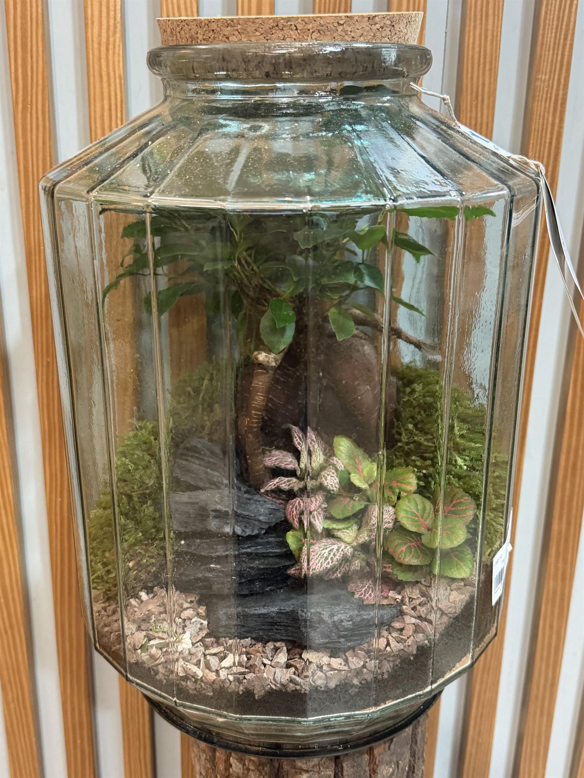 TERRARIO GRANDE - Imagen 1