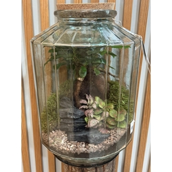 TERRARIO GRANDE - Imagen 1
