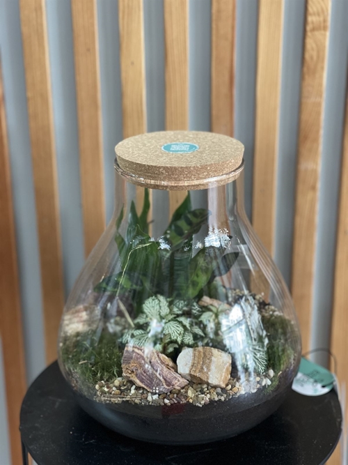 TERRARIO REFUGIO VERDE - Imagen 1