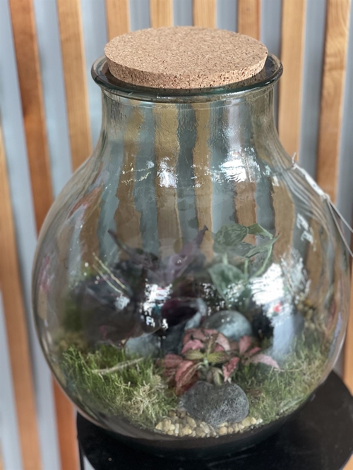 TERRARIO SELVA VIVA - Imagen 1