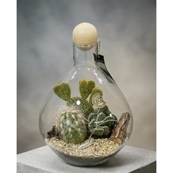 TERRARIUM CACTUS - Imagen 1