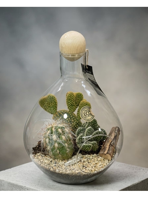 TERRARIUM CACTUS - Imagen 1