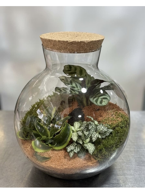TERRARIUM - Imagen 1