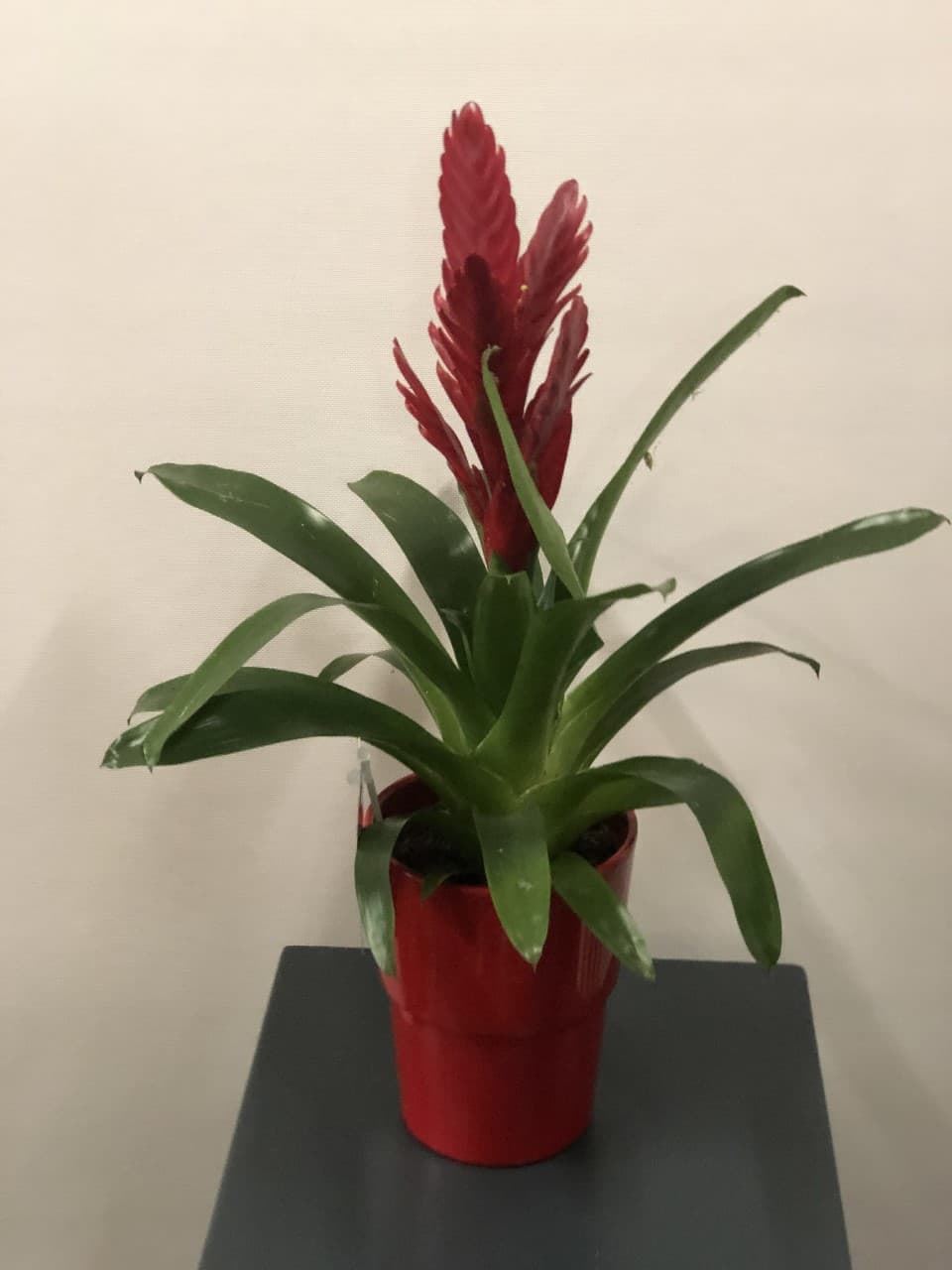 VRIESEA - Imagen 1