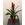 VRIESEA - Imagen 1
