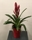 VRIESEA - Imagen 1