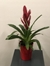 VRIESEA - Imagen 1